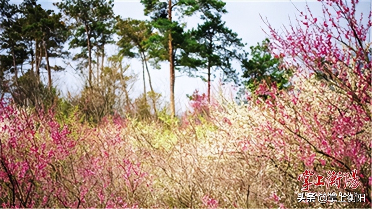 文旅周刊丨恰是春意浓浓，南岳“梅景”正好