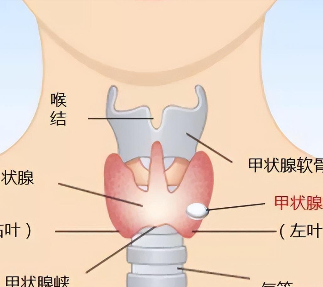 干扰素治疗指标越来越高怎么办,干扰素引起甲减未处理变甲亢