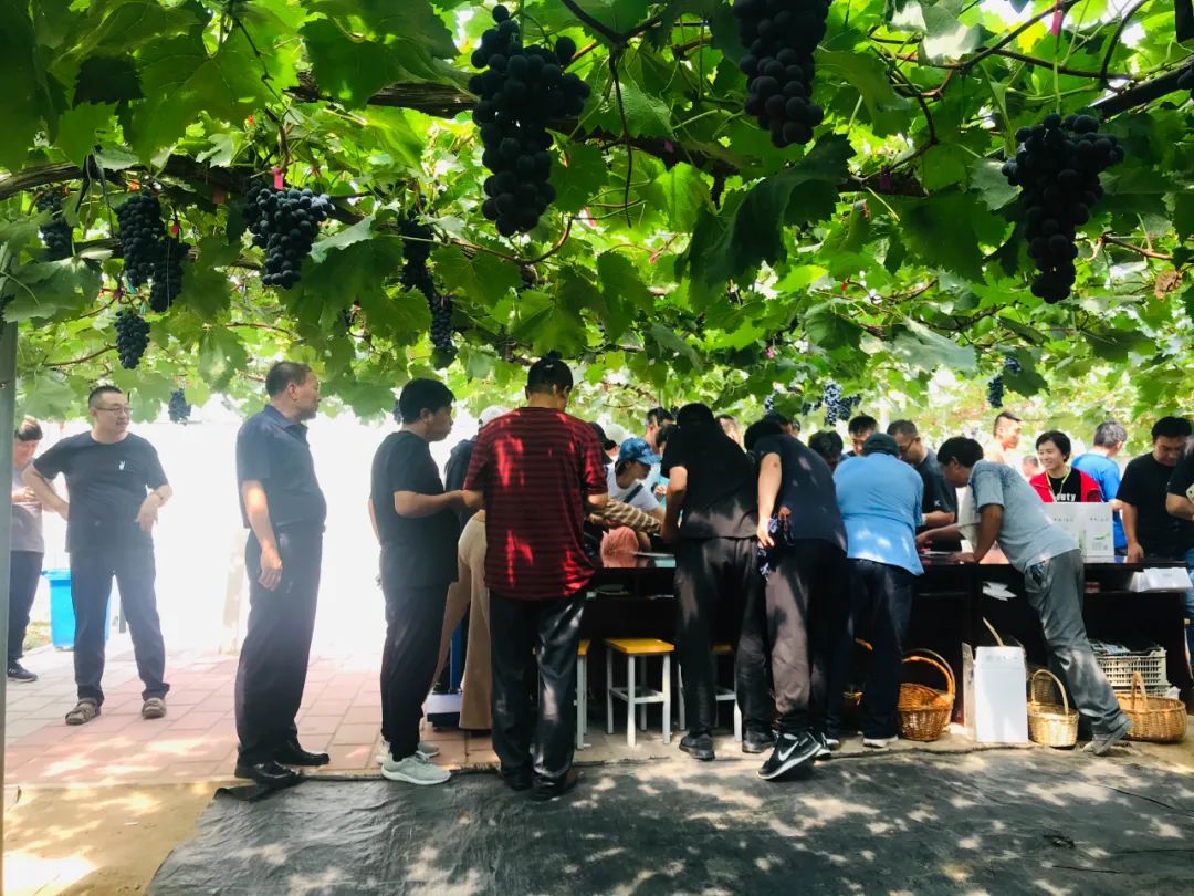 休闲农业与乡村旅游项目分析,休闲农业与乡村旅游什么时候开始