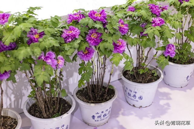 在家养棵发财树寓意着日进斗金,家里养哪些树越老越值钱