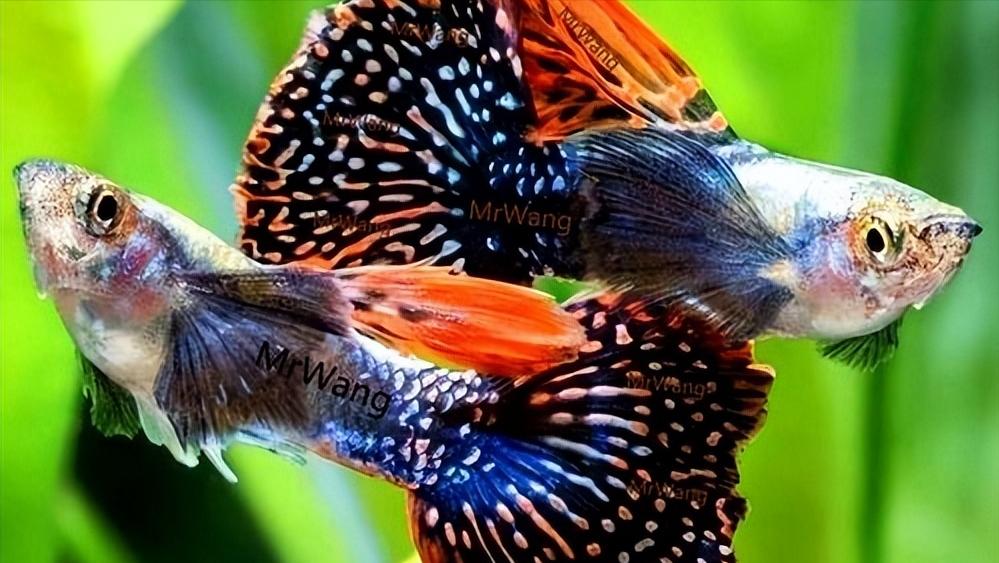孔雀鱼的生物学特性及人工养殖和繁育技术
