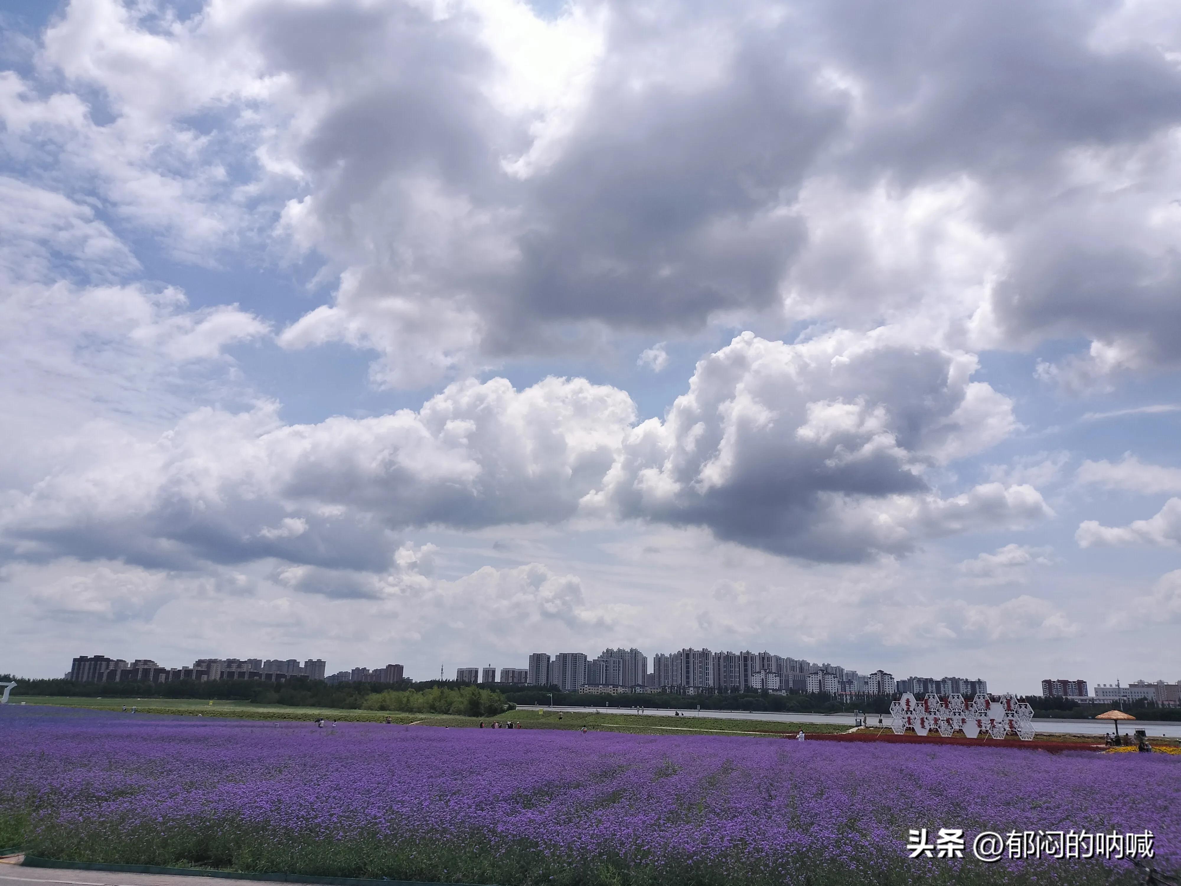 通辽薰衣草庄园门票,通辽薰衣草庄园四月