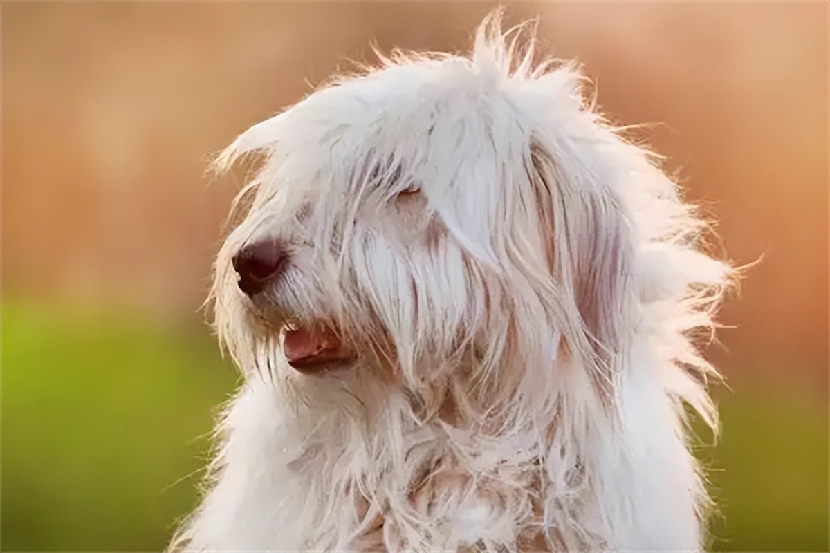 狗狗最近一到晚上就开始嘤嘤,狗狗咳嗽用普安特