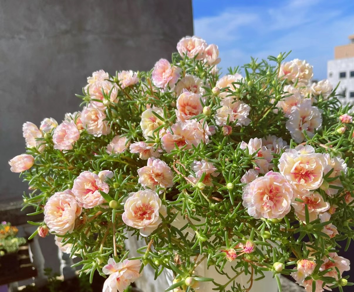 开花时间长又好看又好养的太阳花,太阳花是一种特别皮实好养的花