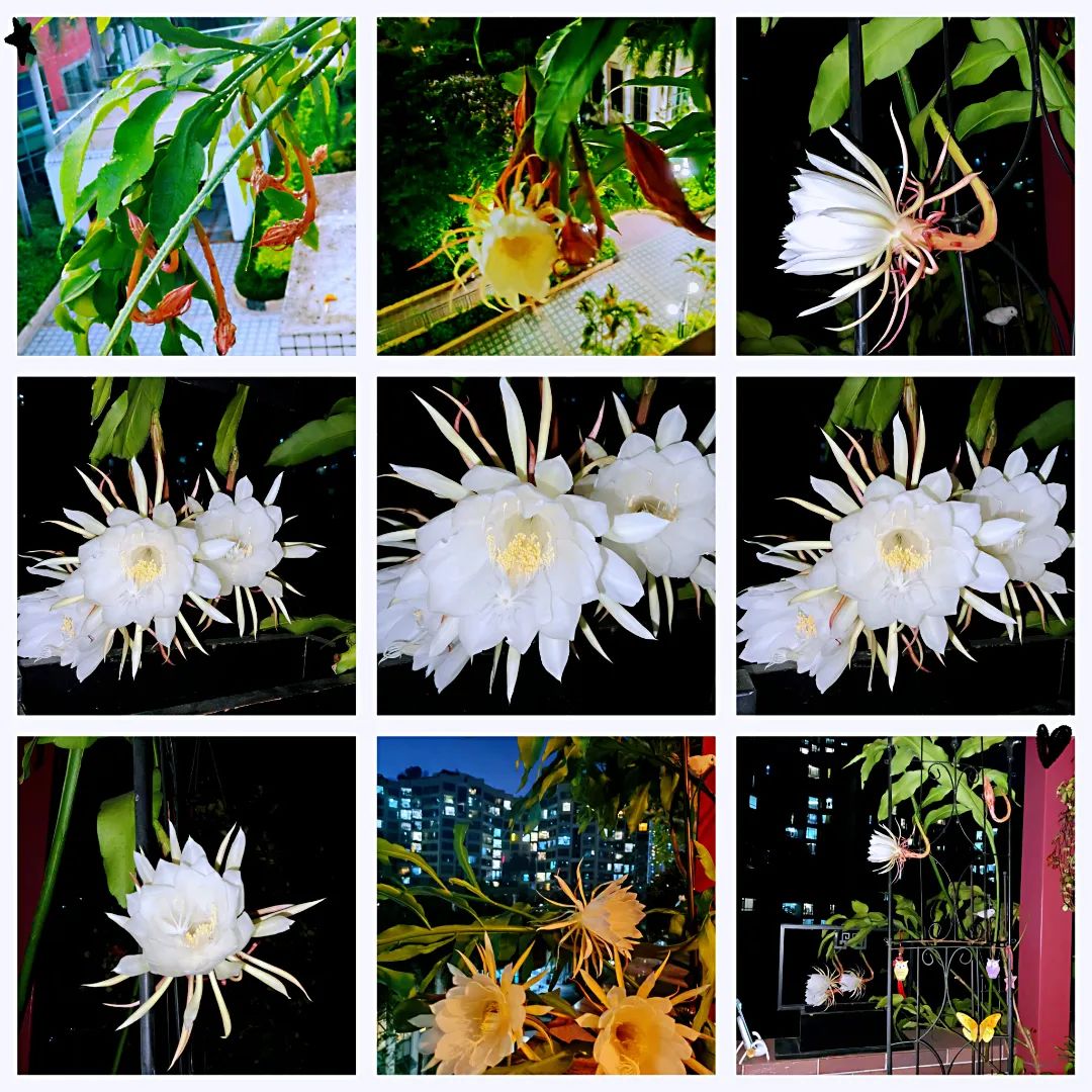 很多人羡慕的阳台,让别人羡慕的阳台