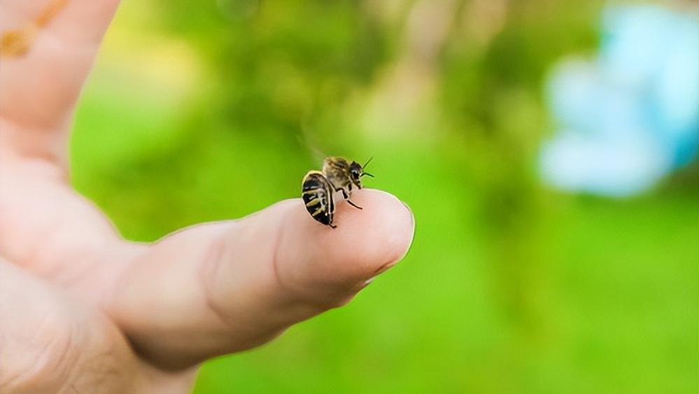 动物急救,动物急救视频大全