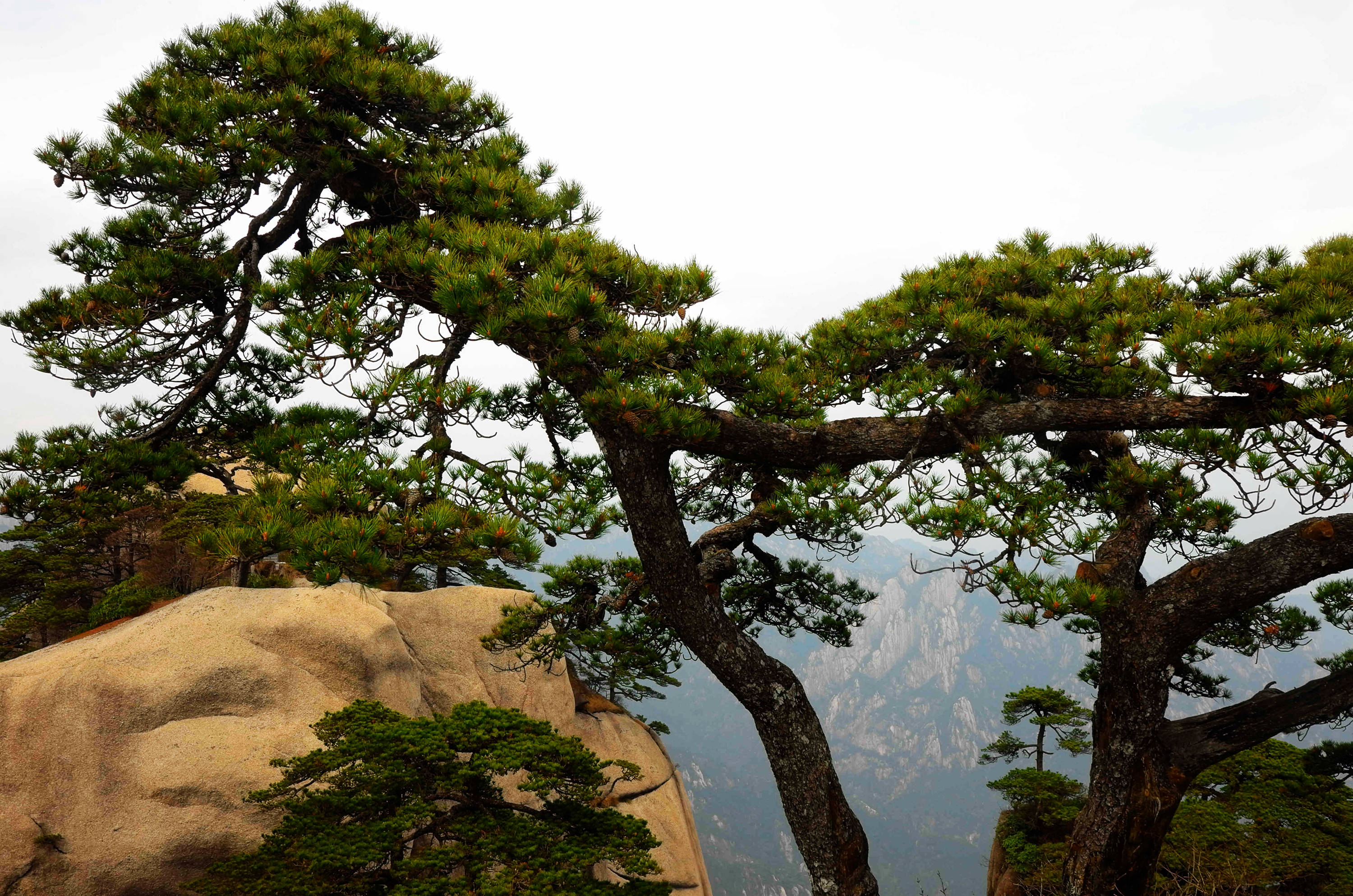黄山天都峰会走鲫鱼背吗,黄山天都峰鲫鱼背第一视角