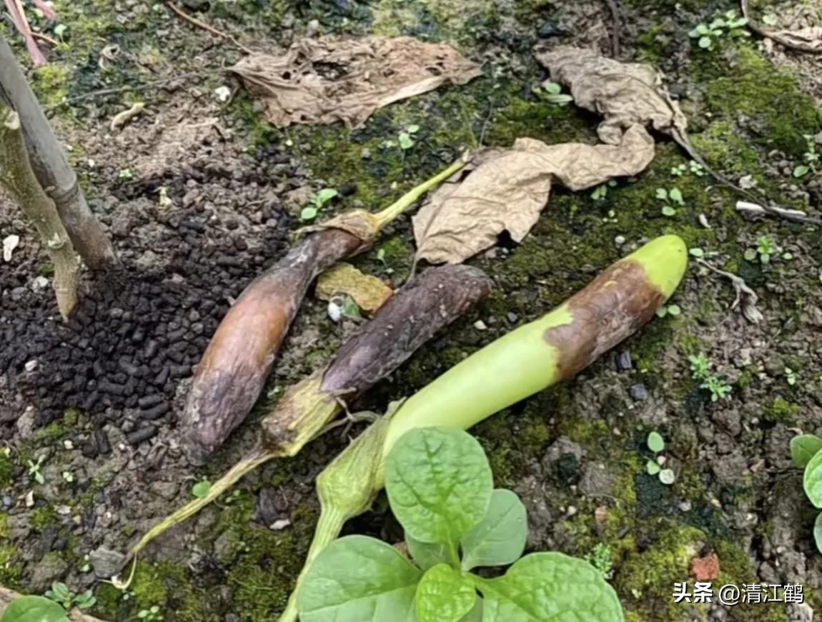 茄子买什么样的好,茄子到底能不能买