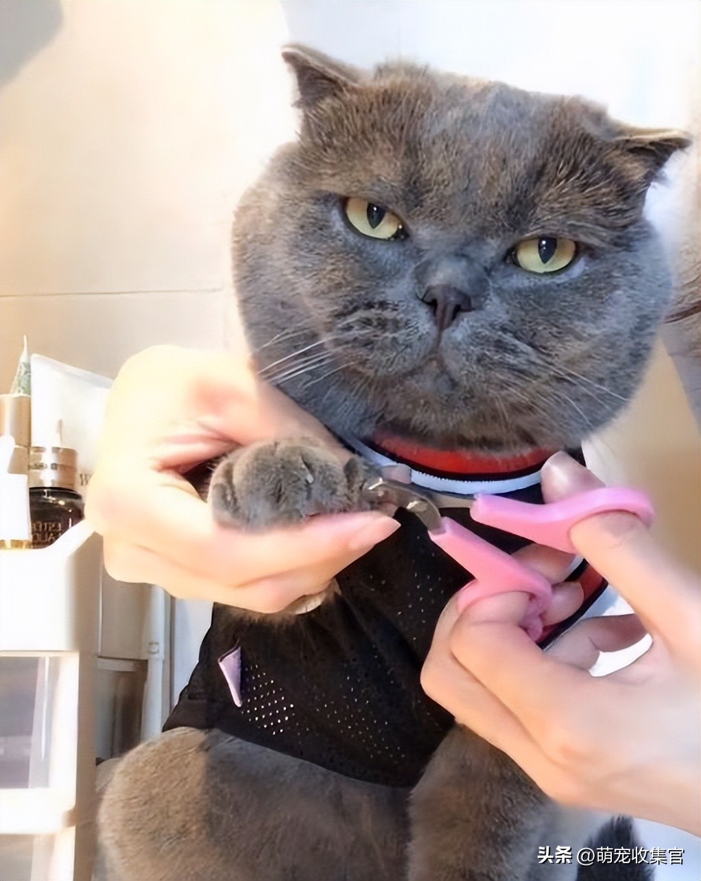 给猫咪剪指甲不小心剪残了怎么办,猫咪怎么剪指甲才不会剪到血线