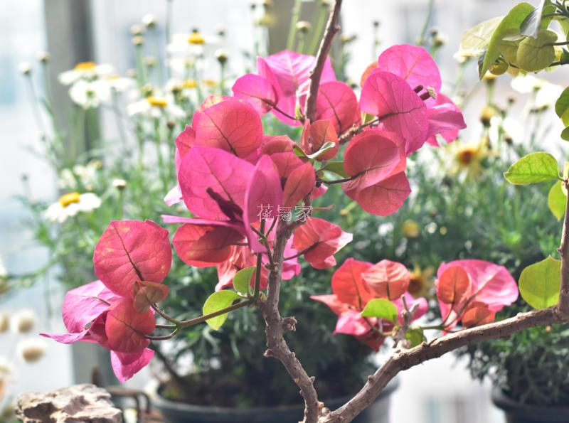 三角梅烂根如何拯救,三角梅换盆引起烂根什么原因