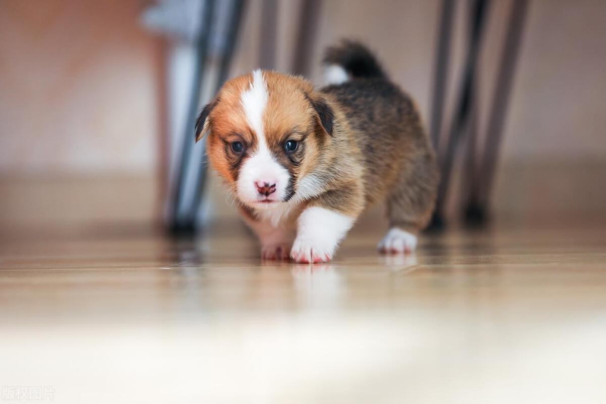 狗狗生完小狗不吃食怎么办,罗威纳生下小狗不吃食怎么办