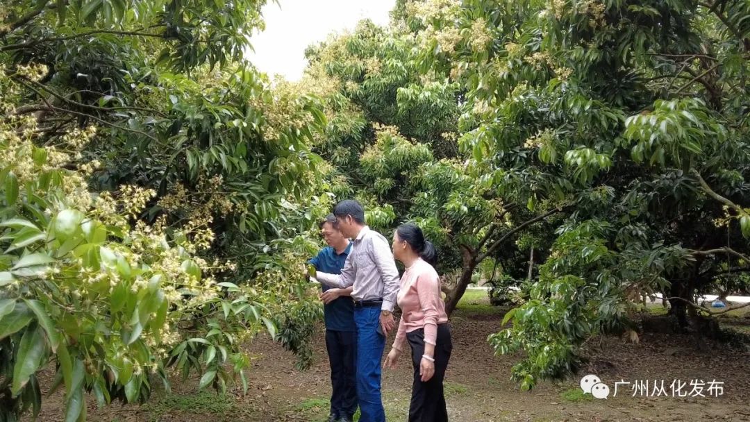 茂名荔枝营销目标,2022从化荔枝节营销带货活动