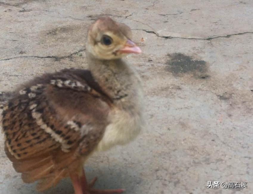 养孔雀一年能挣多少钱,我靠养殖发家致富