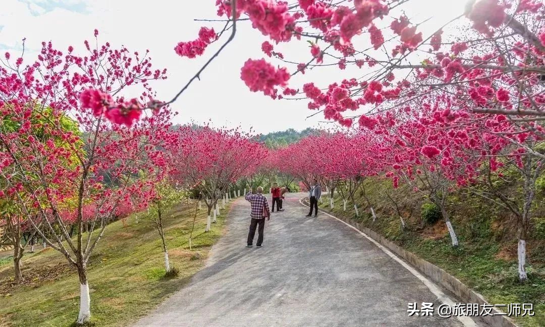 梅州4日3夜旅游路线攻略,春游去哪玩梅州樱花谷