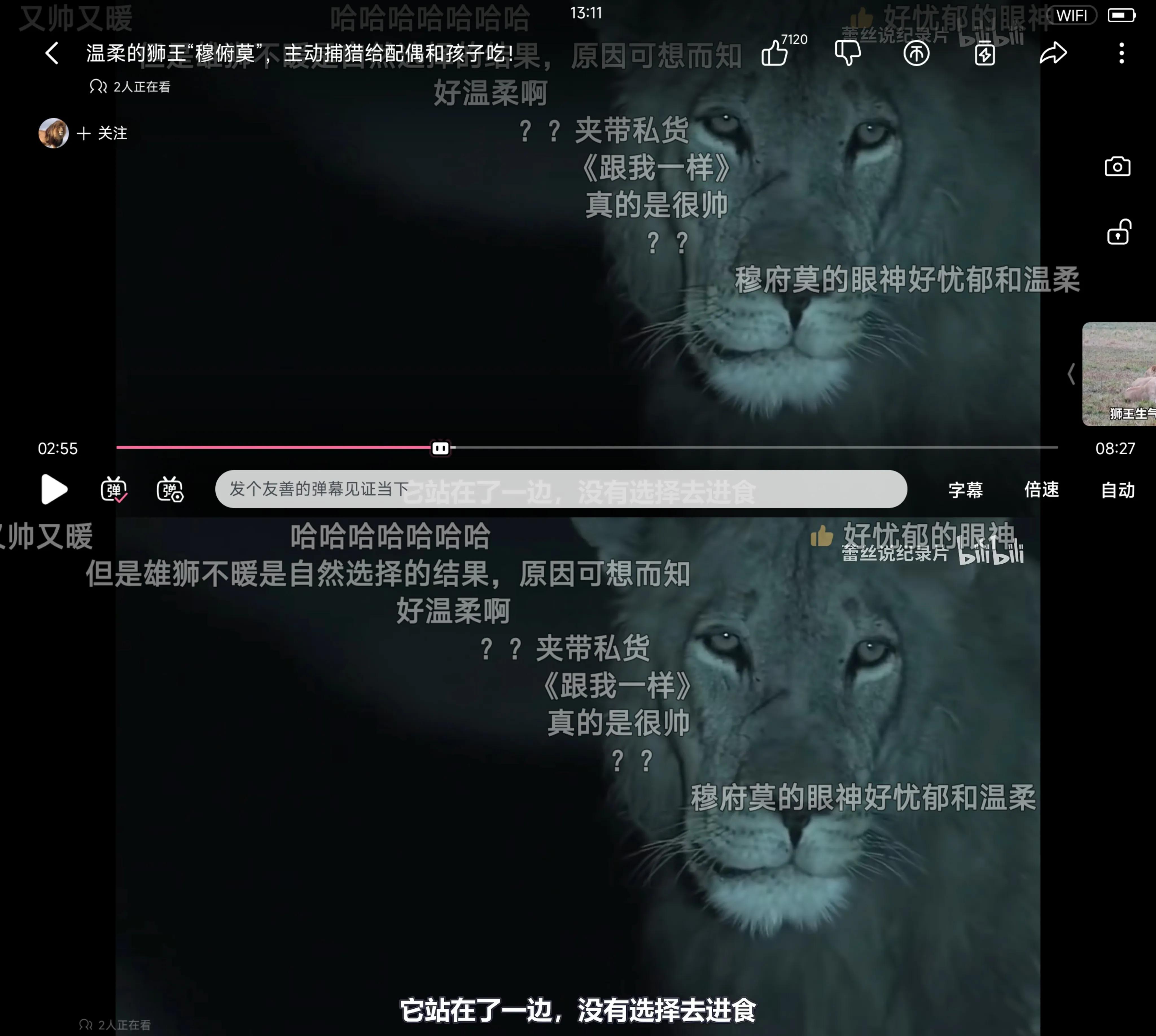 最疼爱小狮子的公狮,公狮爱母狮