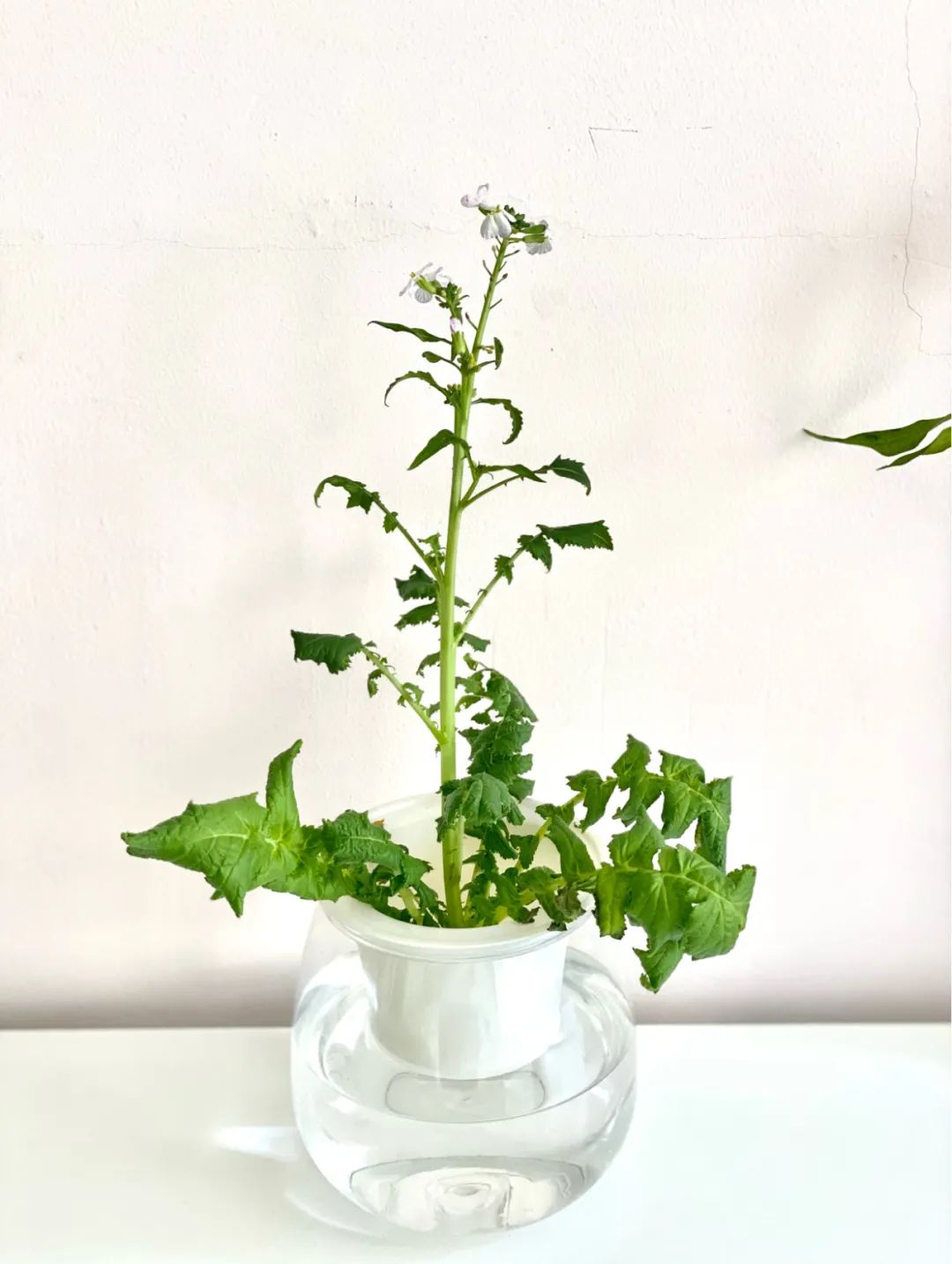 疫情防控下gmp建筑师的居家日志（上海篇）