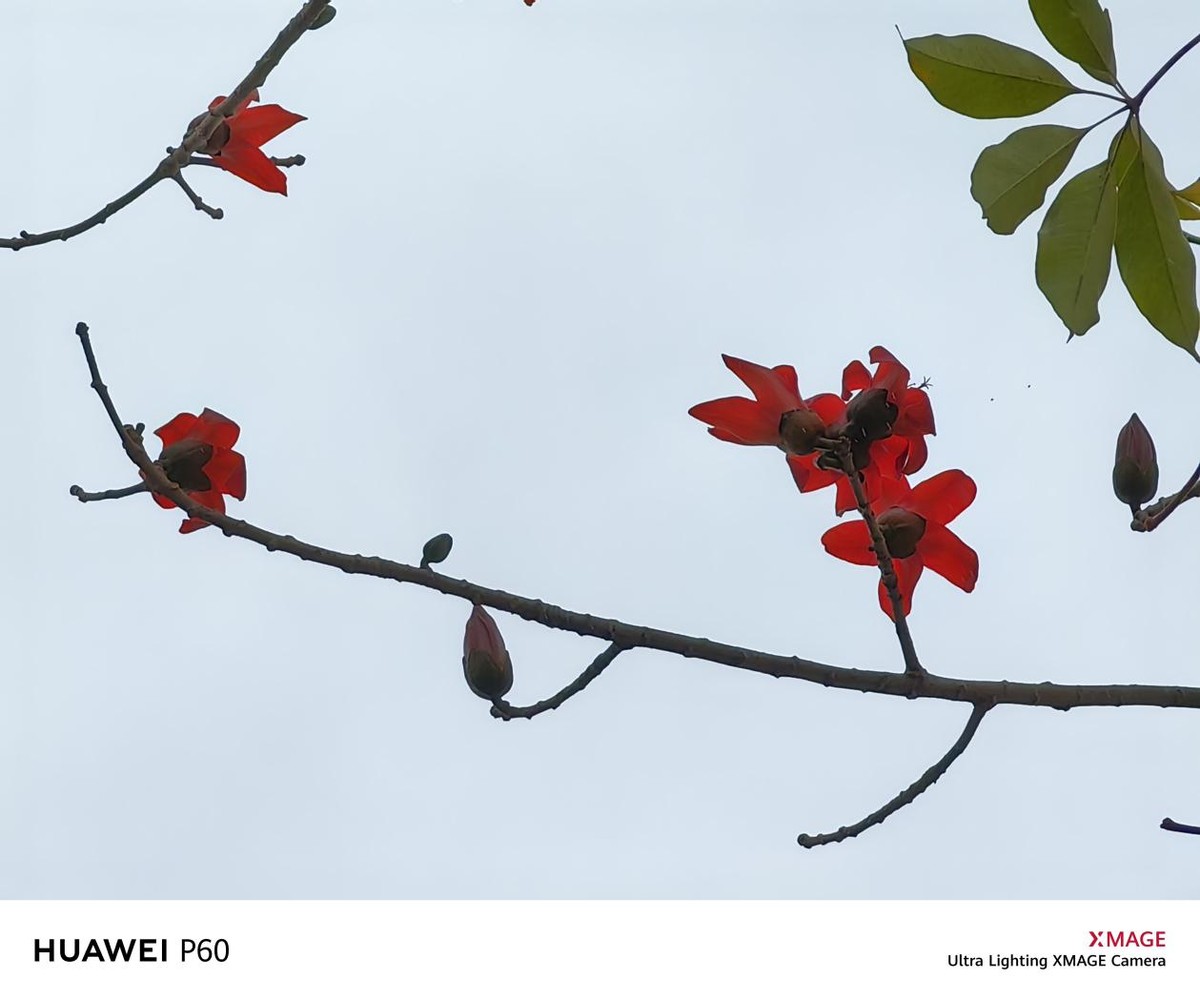 没有徕卡的华为p60系列评测,最新发布华为p60系列值得入手吗