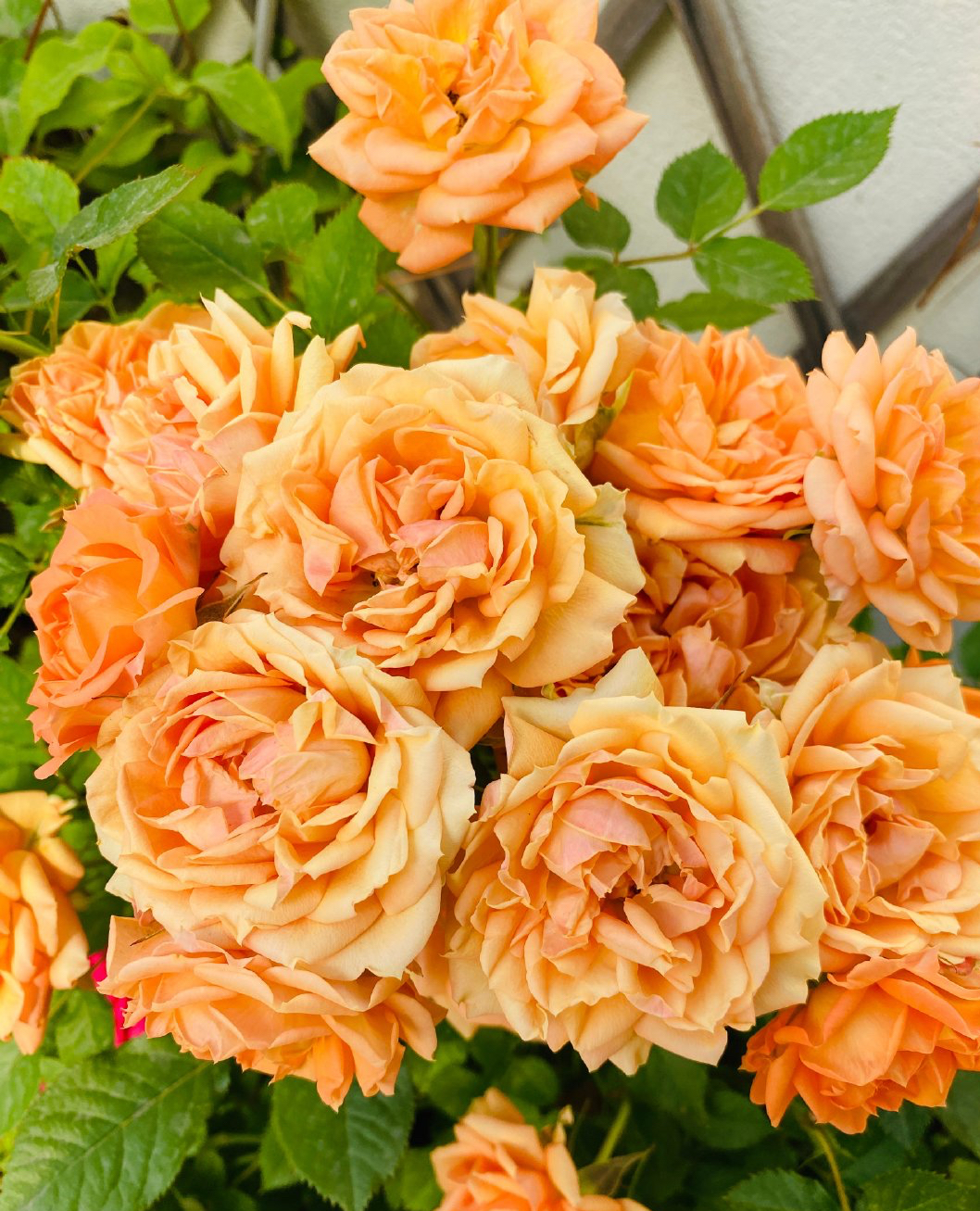 月季地栽，做“3个步骤”，植株旺盛、花朵又大又完美、春天盛开