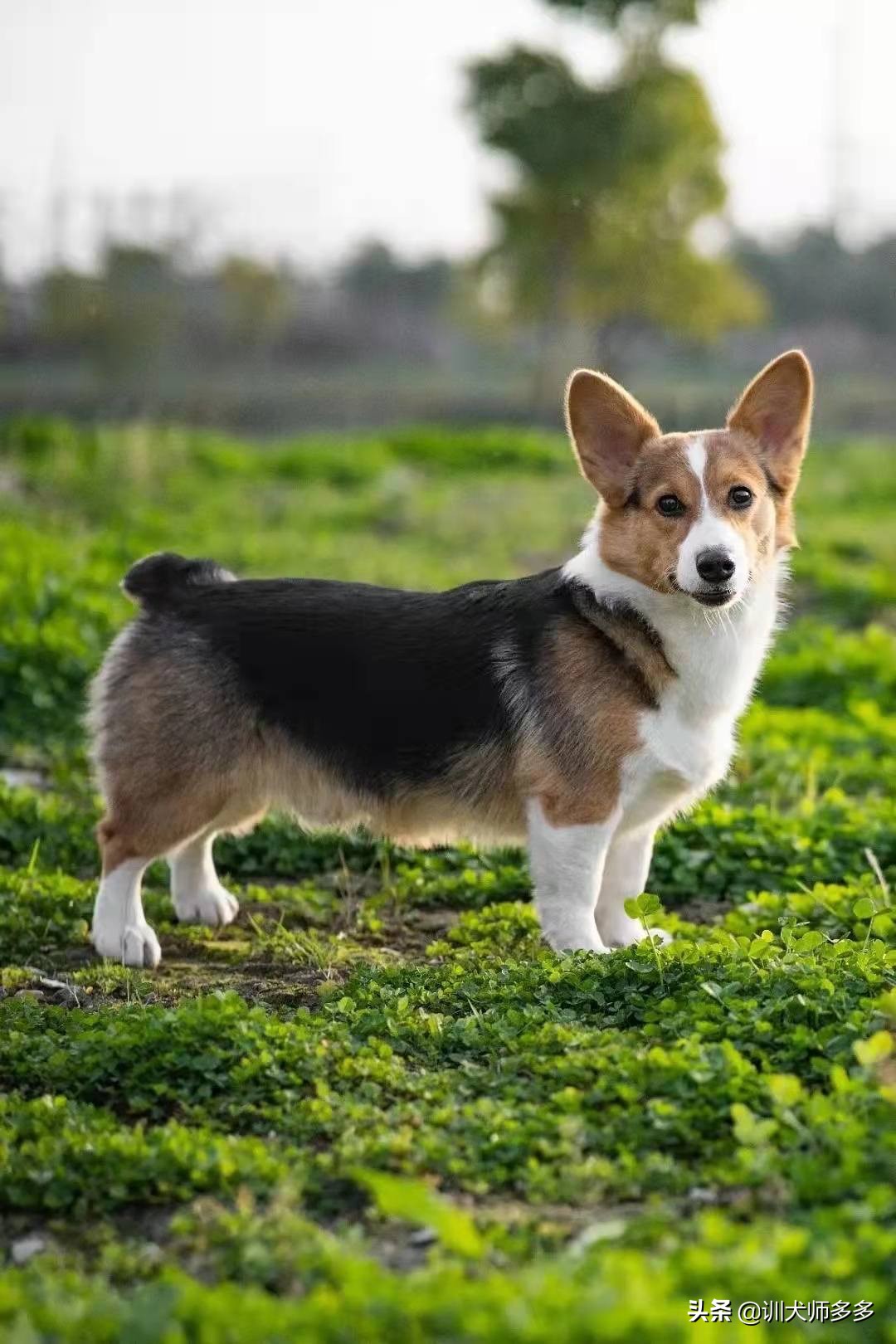怎么训狗捡垃圾丢桶里,训狗教程从零开始小型犬上厕所