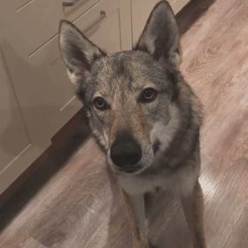 繁殖捷克狼犬赚钱吗,包办婚姻的狗狗