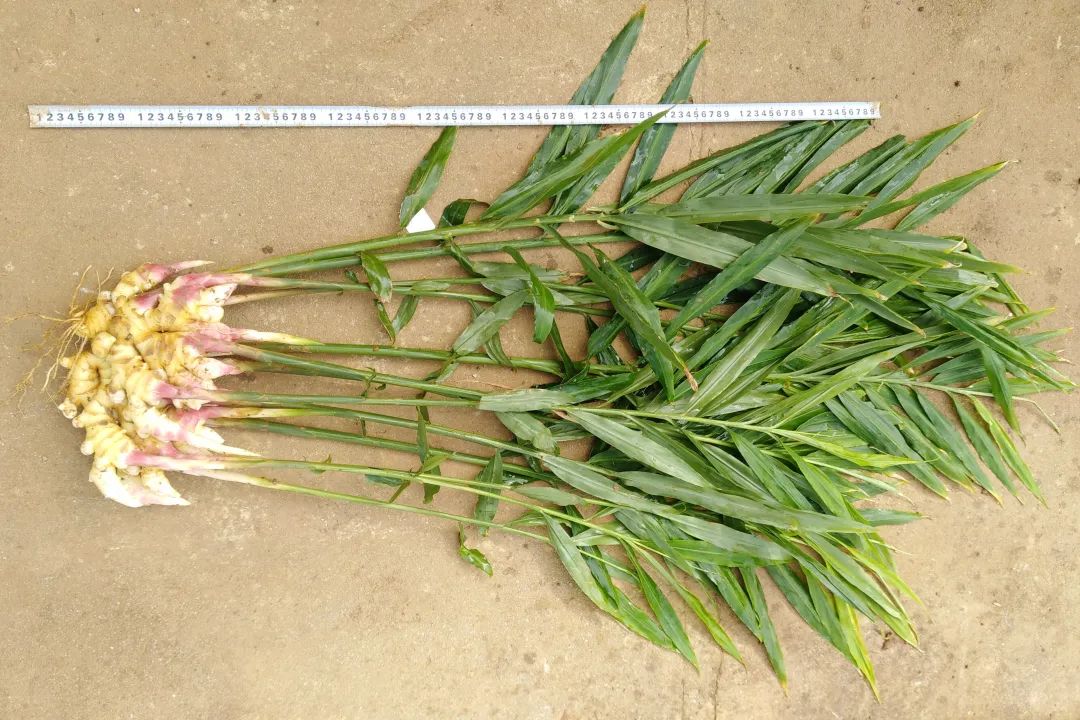 找回老种子,找回遗珠