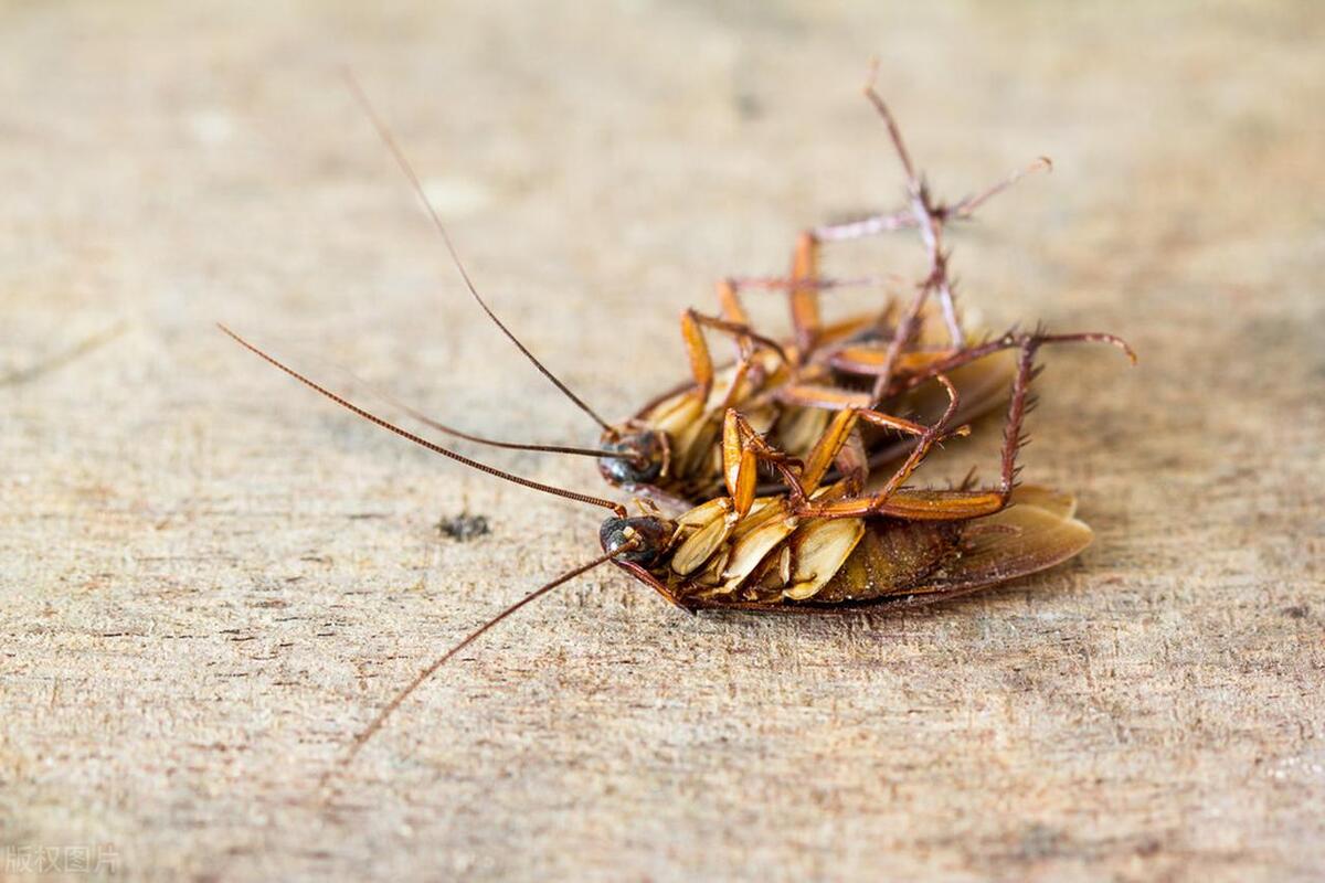 蟑螂怎么消灭最彻底苏打粉,消灭蟑螂洗衣粉苏打粉