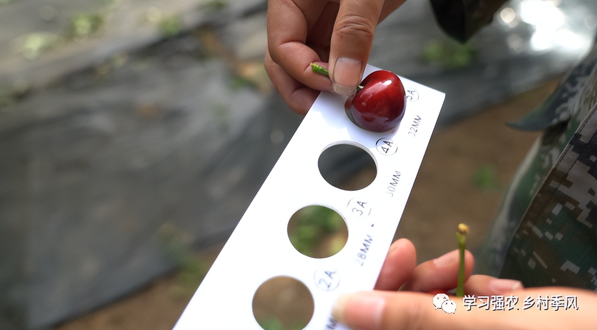 大棚樱桃还有发展趋势吗,大棚樱桃错时上市反季节