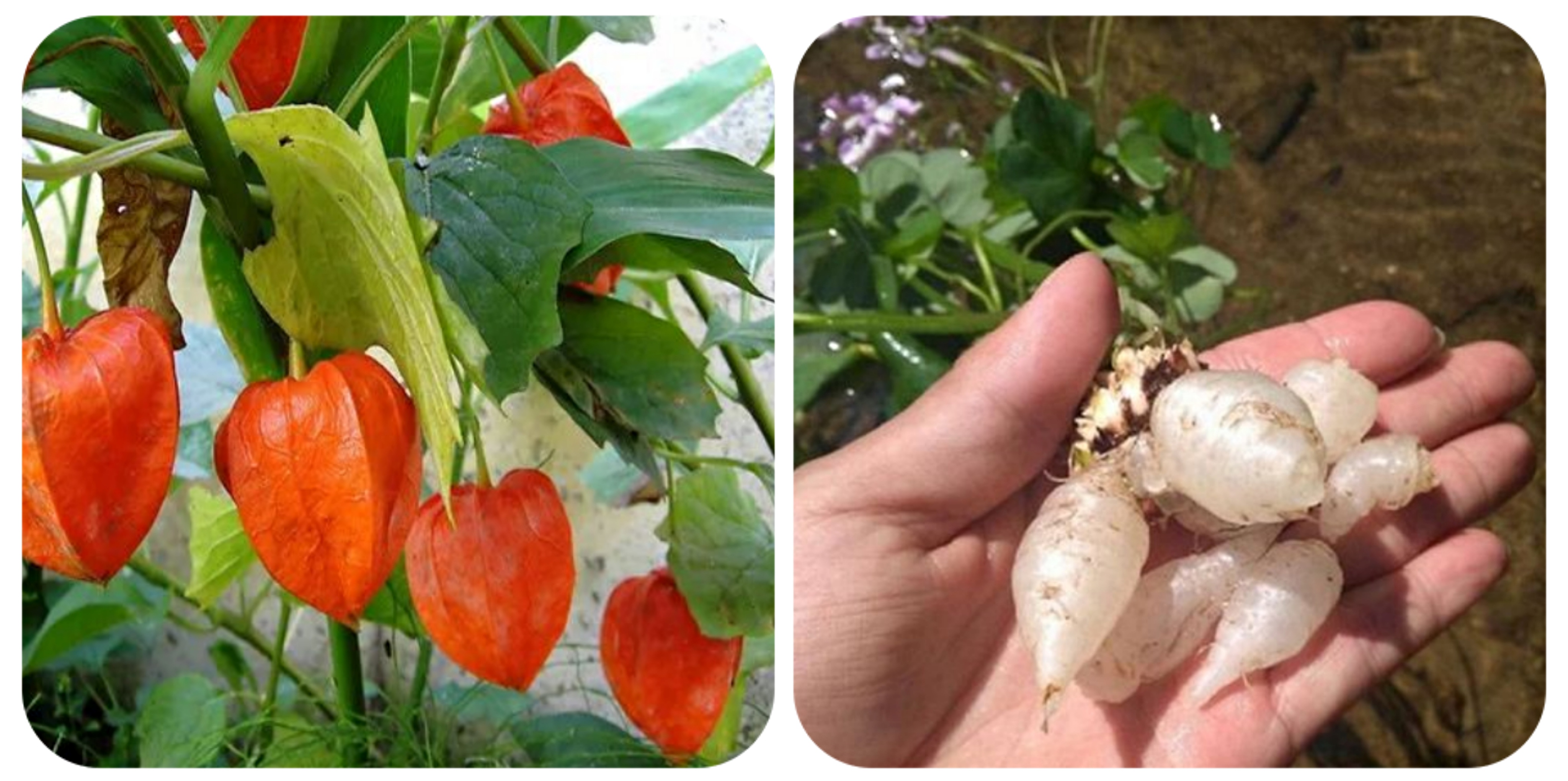 可以吃的野菜大全100种图解,教你认识100种野菜