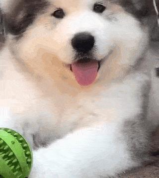 为什么阿拉斯加很少养,阿拉斯加雪橇犬有什么优点