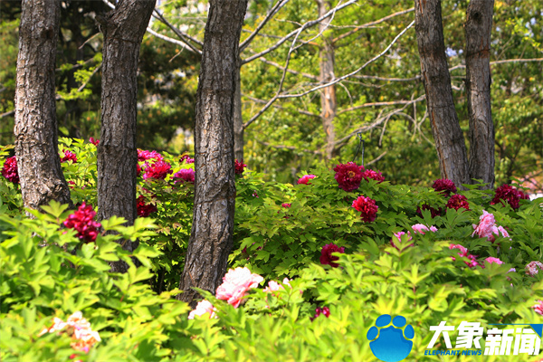 花开时节动京城最美不过洛阳城,四月洛阳美如画千年帝都是花城