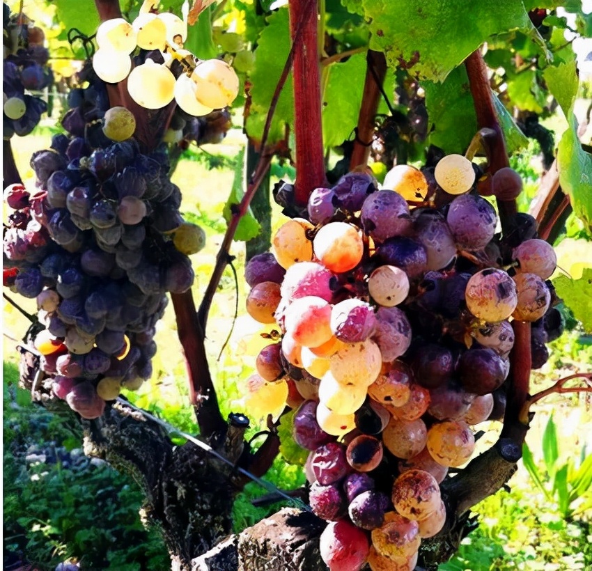 最完整详细的葡萄酒知识大全,最全的葡萄酒基本知识大全