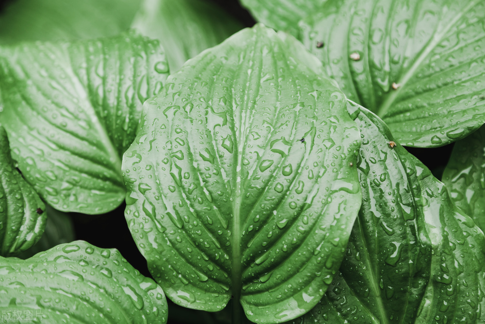 鱿鱼上的寄生虫能在人体存活么,大鱿鱼身体内侧可能有寄生虫吗