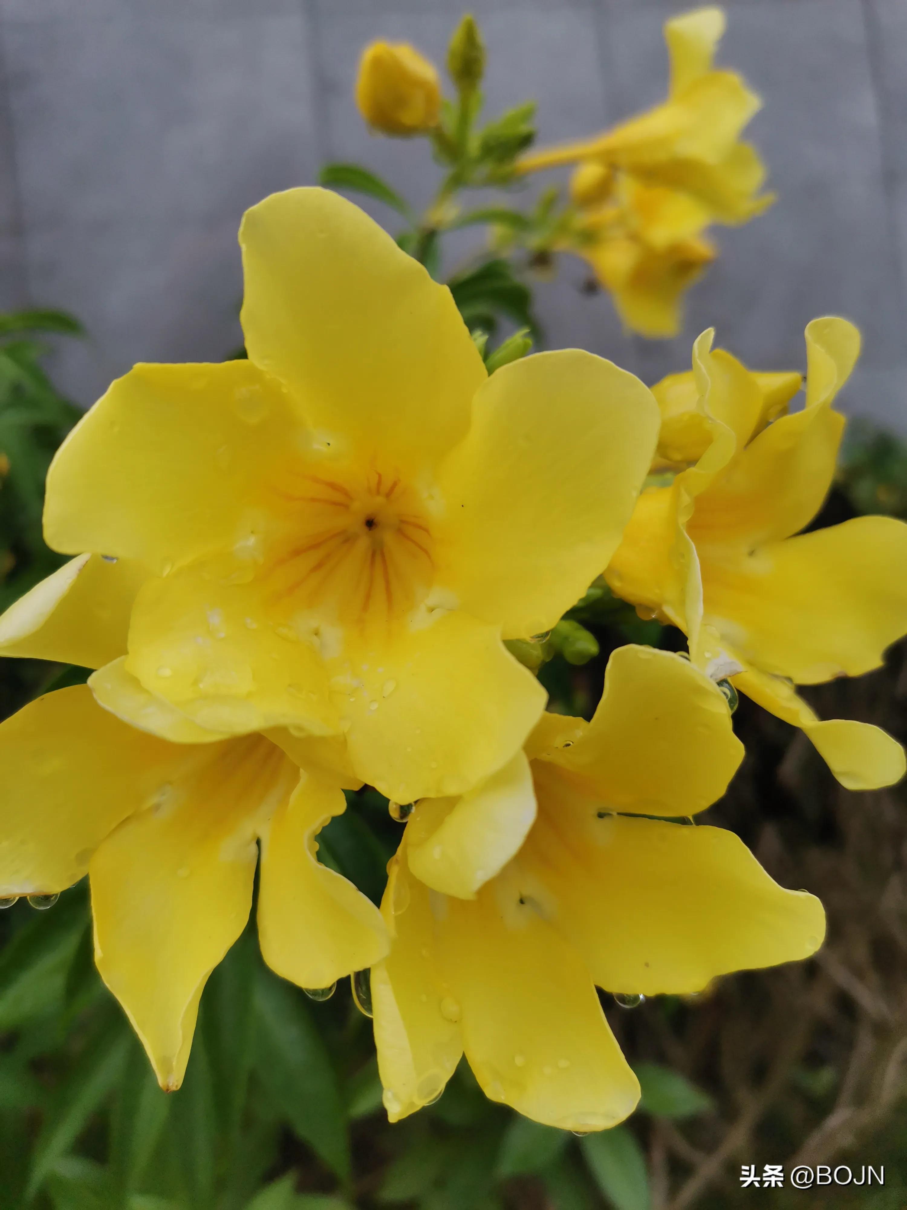 你能认出几种花来,大家能猜出什么花