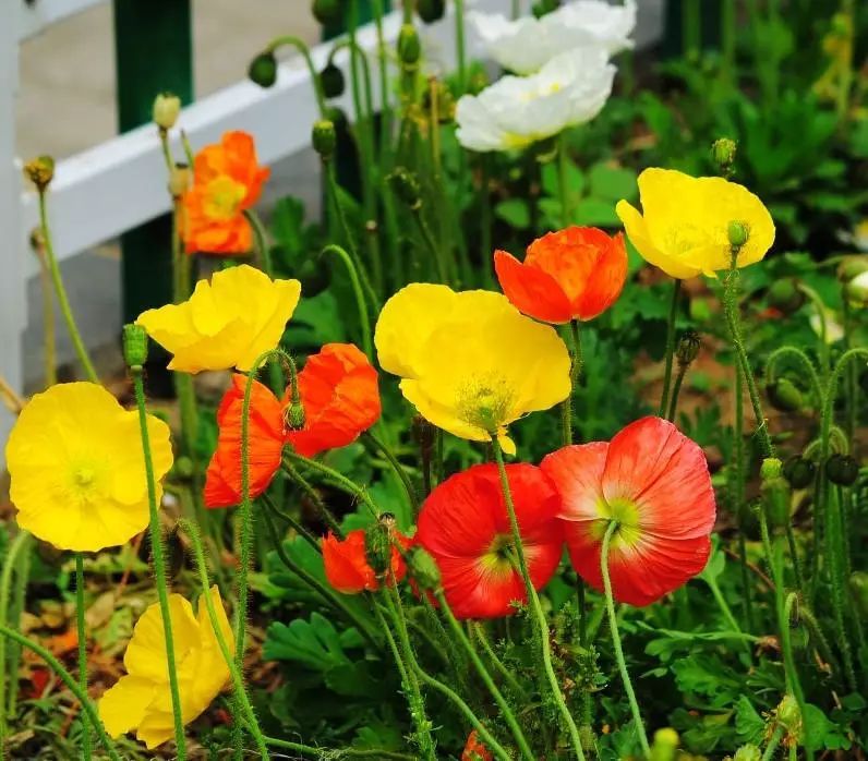常见有毒花千万别碰,世上有毒的花和植物