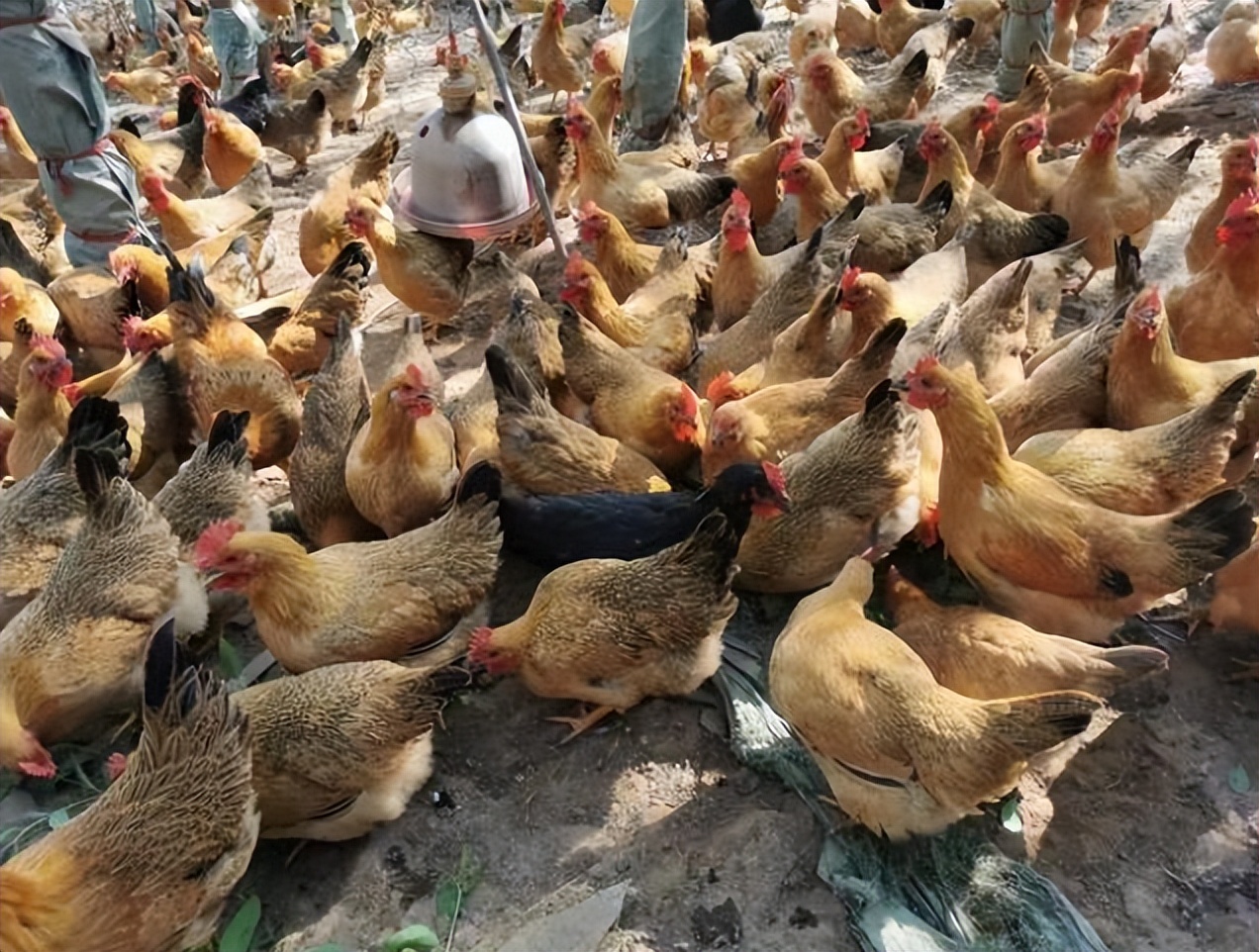 鸡拉白色水便精神萎靡,鸡拉黄色稀粪什么病菌引起的