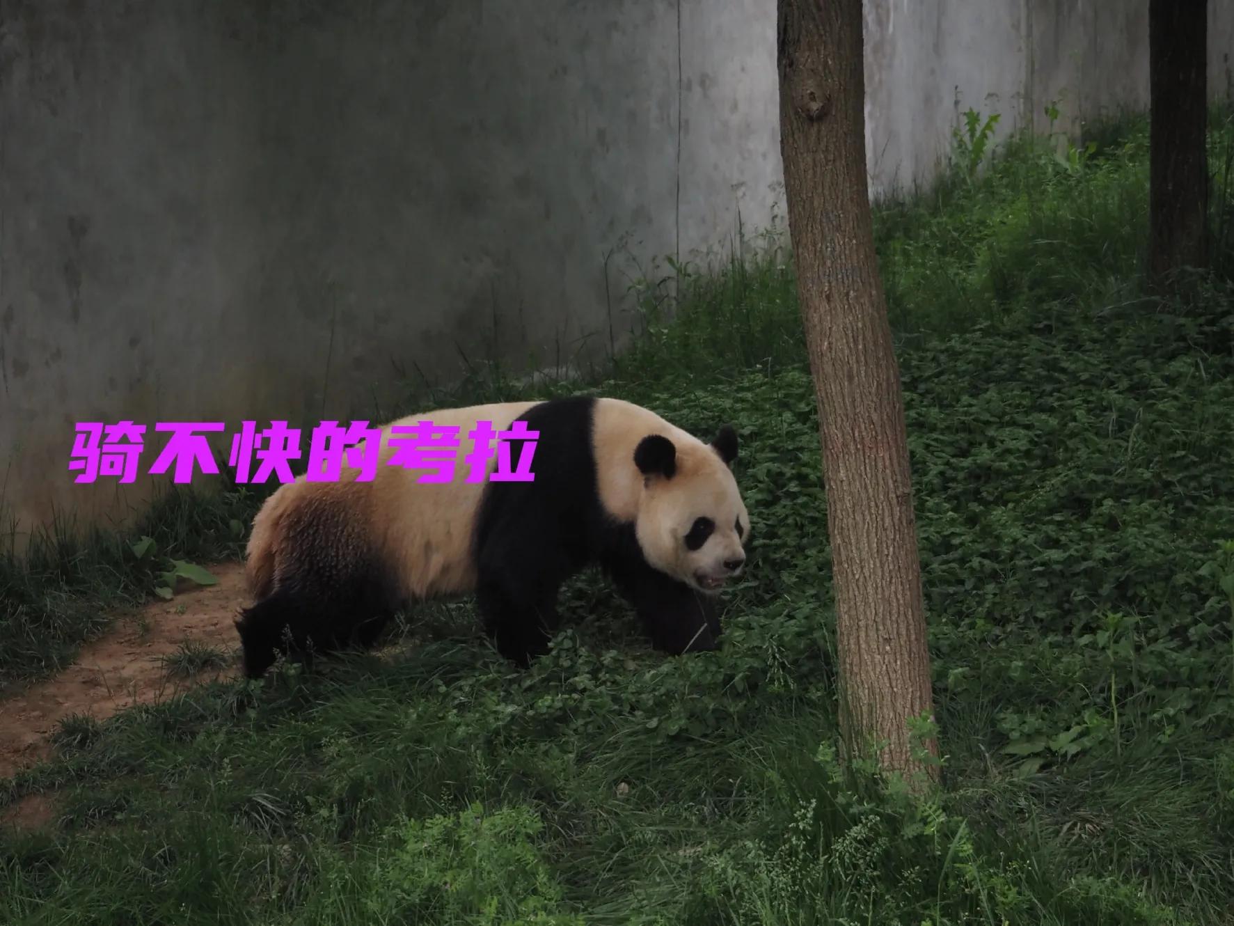 秦岭四宝大熊猫羚牛朱鹮金丝猴 (秦岭四宝科学公园多少大熊猫)