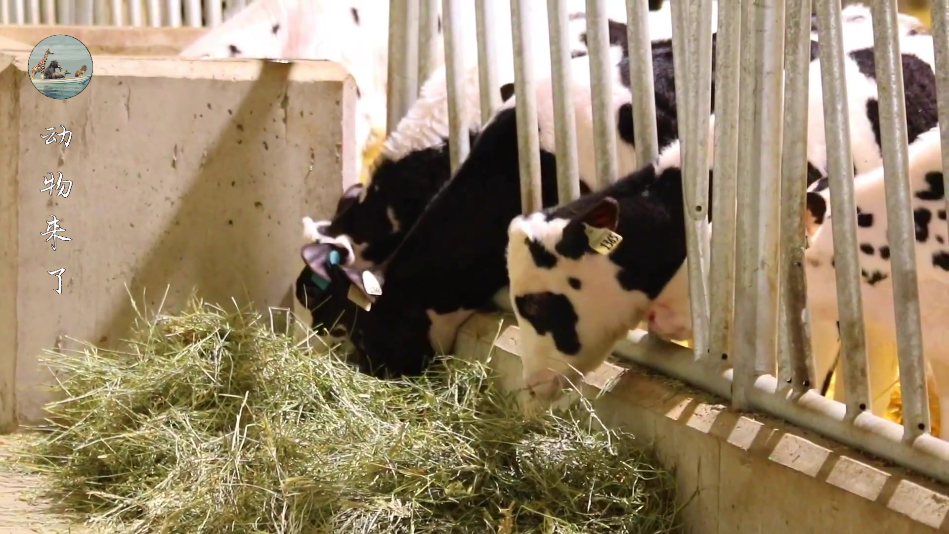 牛肉源头供应链怎样挣钱,养牛30年不赔钱的秘诀