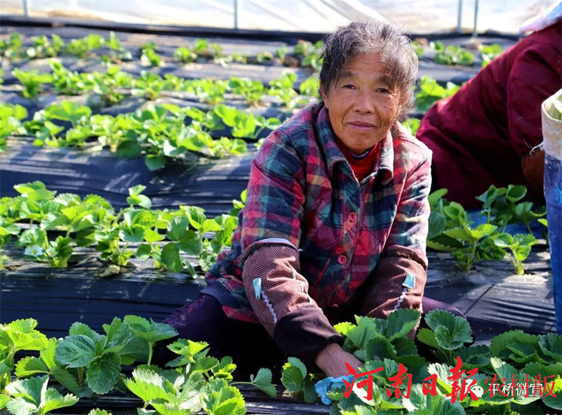 信阳市平桥区:“85后”小伙逐梦田园过上了向往的“莓”好生活