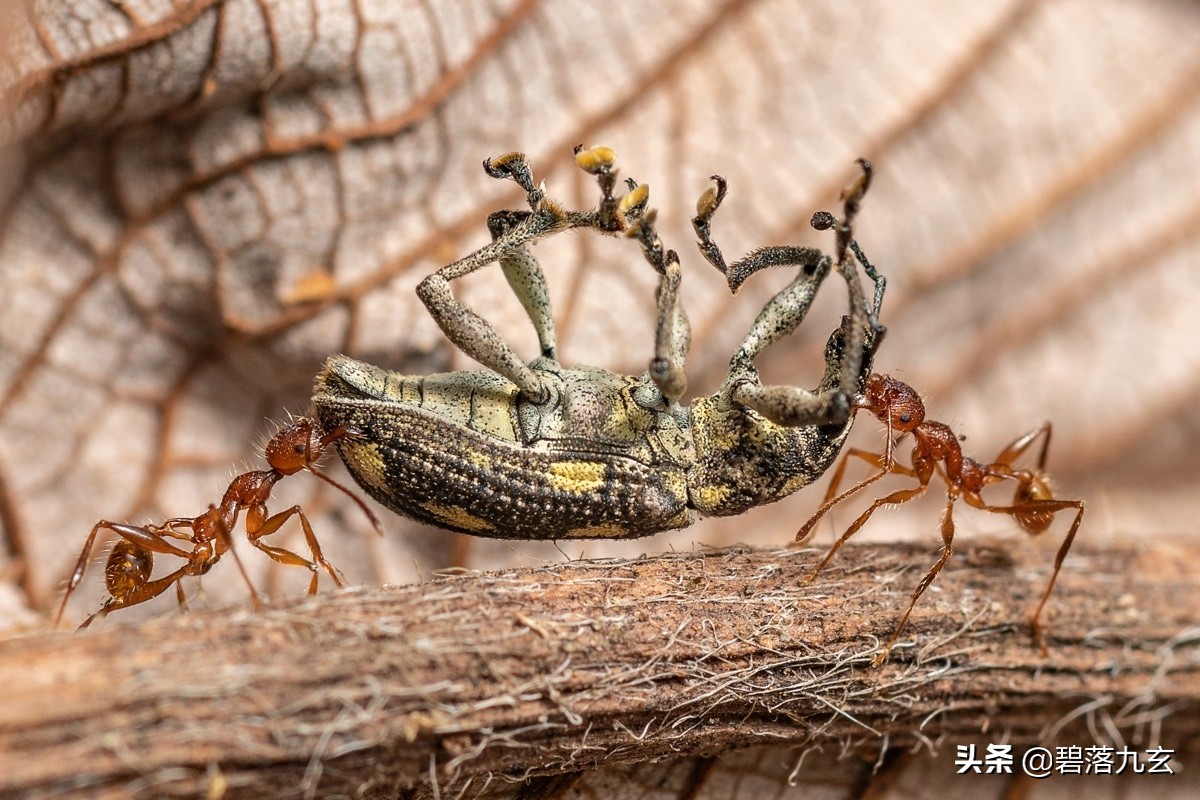 两只松鼠的爱：赢得2021年度特写摄影师挑战赛
