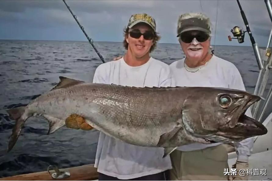 油鳕鱼吃了对人体有害吗,油鱼为什么吃了会漏油