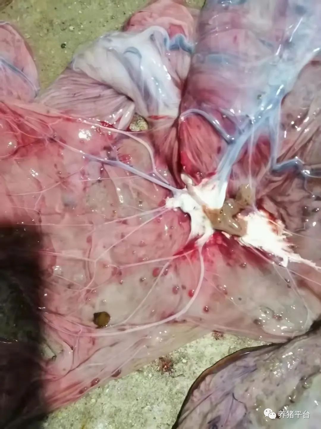 如何看母猪胎衣是否下完,母猪胎衣怎么判断猪病