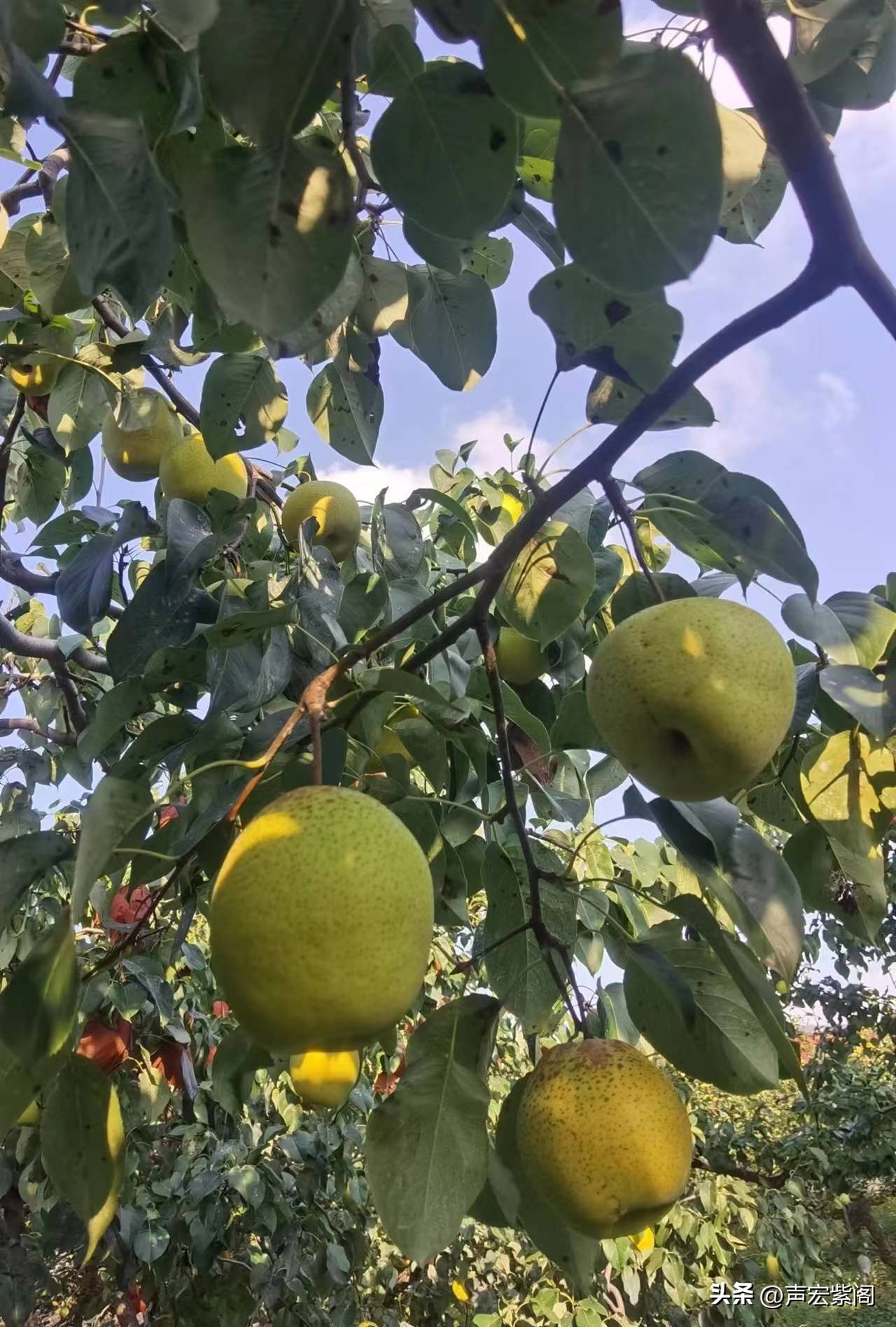 河北赵县大学生回家种出有机梨,回村创业种植苹果梨前景怎么样