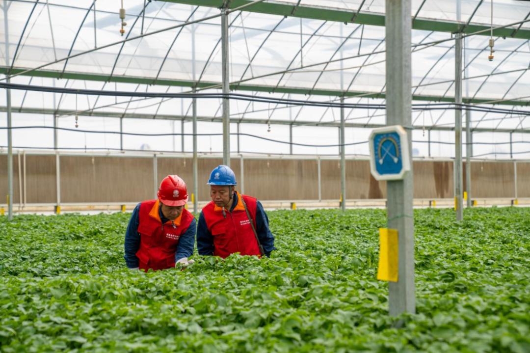 国网安定区供电公司,国网甘肃省电力公司定西