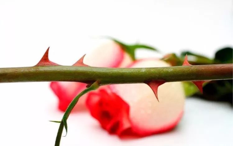 蔷薇月季玫瑰的区别,月季蔷薇玫瑰的区别