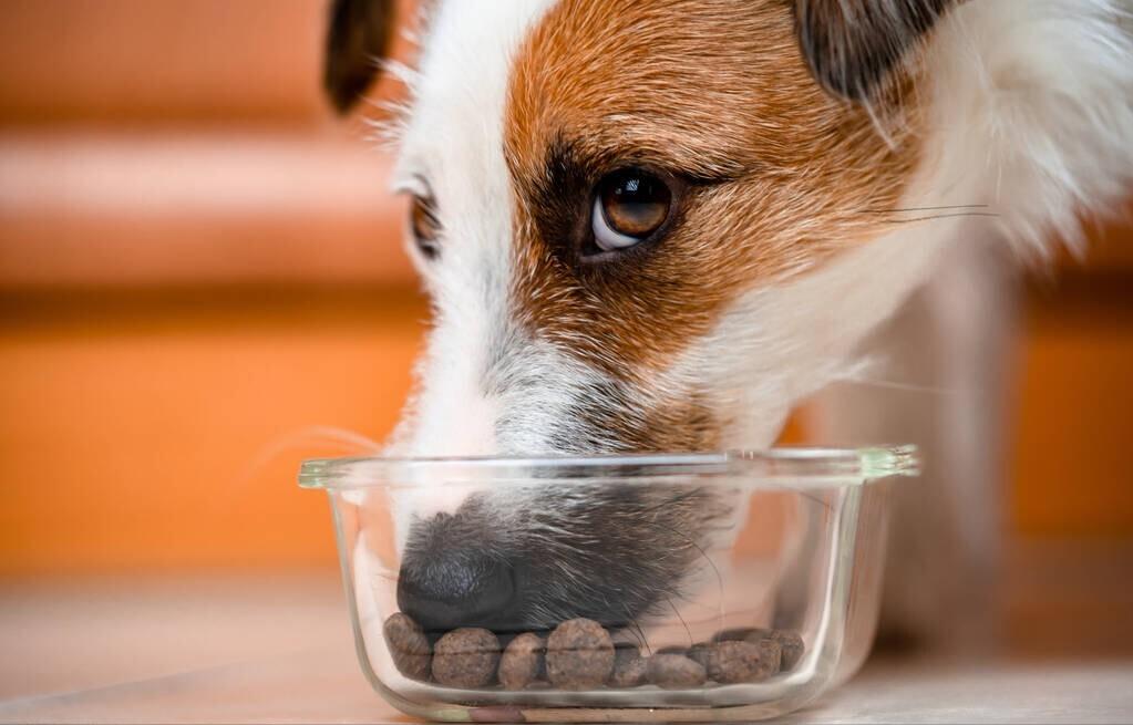 狗粮哪个牌子好如何挑选好狗粮,吉娃娃狗粮推荐分享狗粮挑选方法