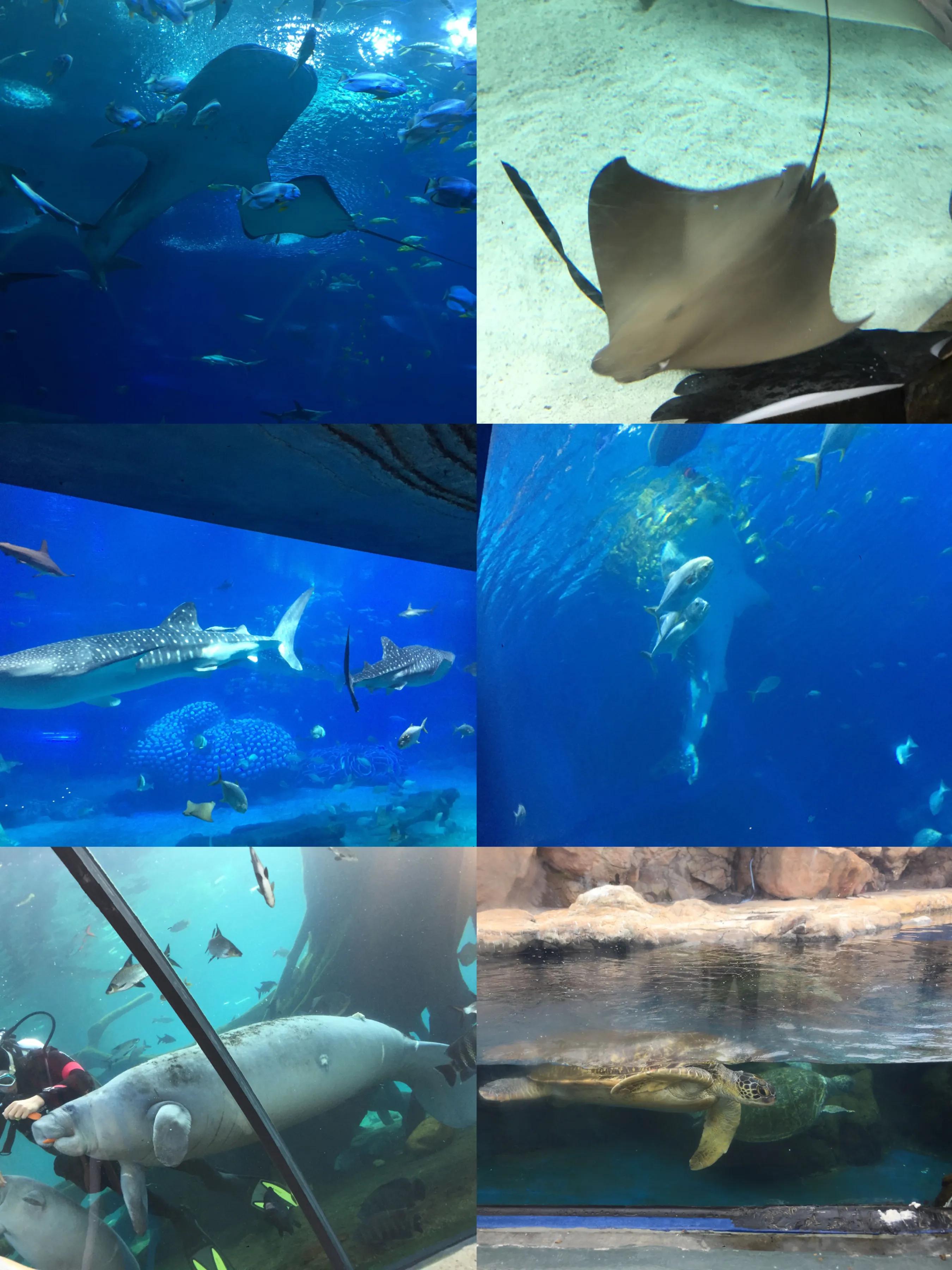 珠海长隆,珠海长隆海洋王国套票和酒店优惠