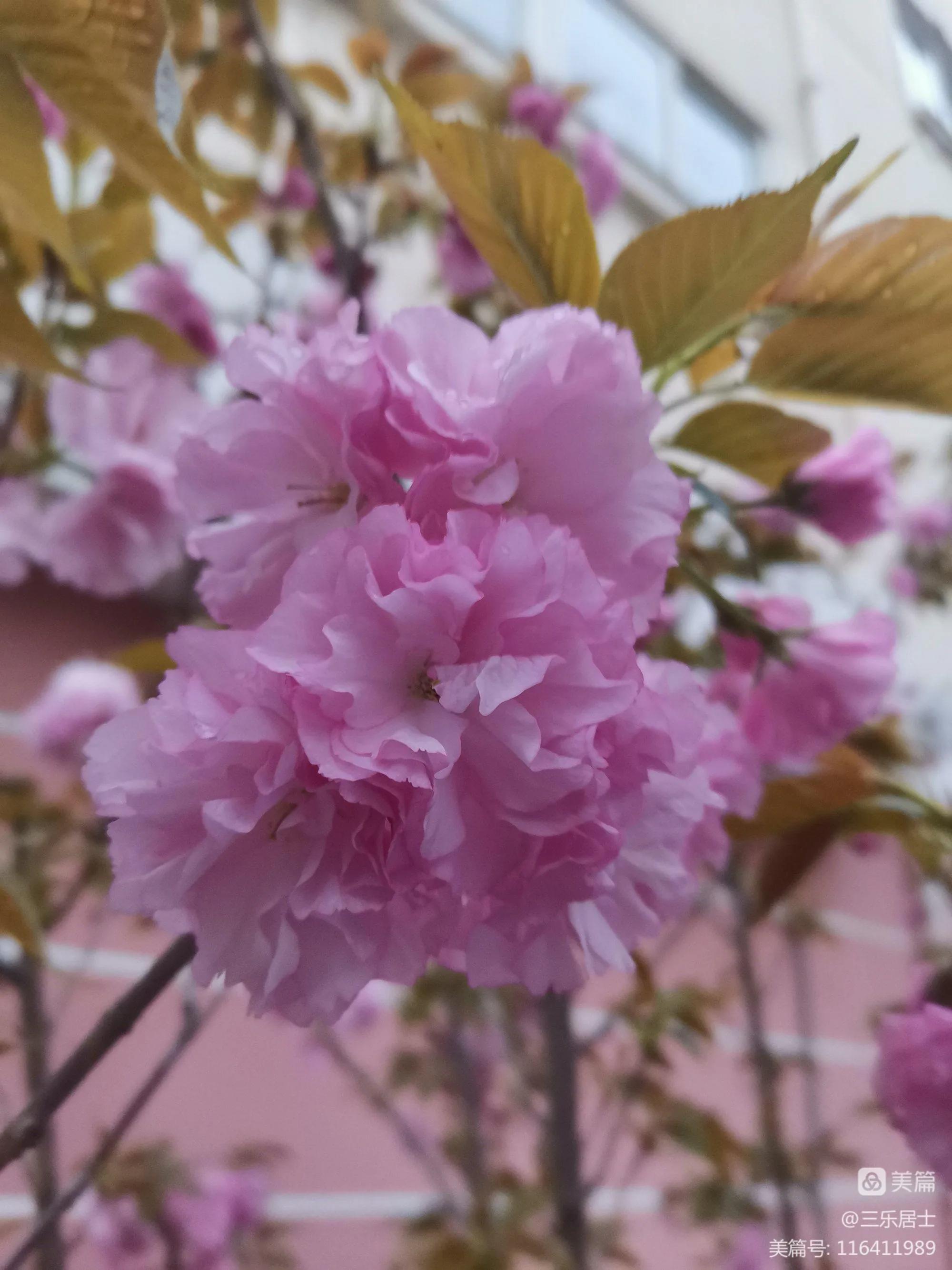 红花檵木的历史故事,白花檵木