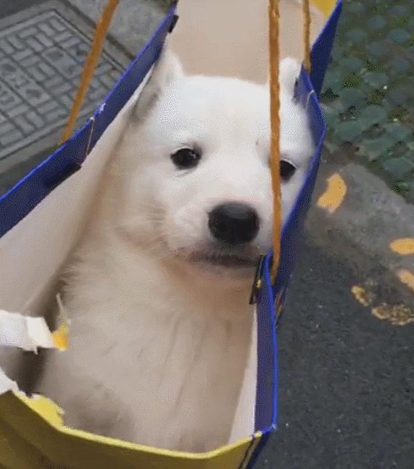 什么狗适合懒人又有安全感新手养,最好养的五种小型宠物狗