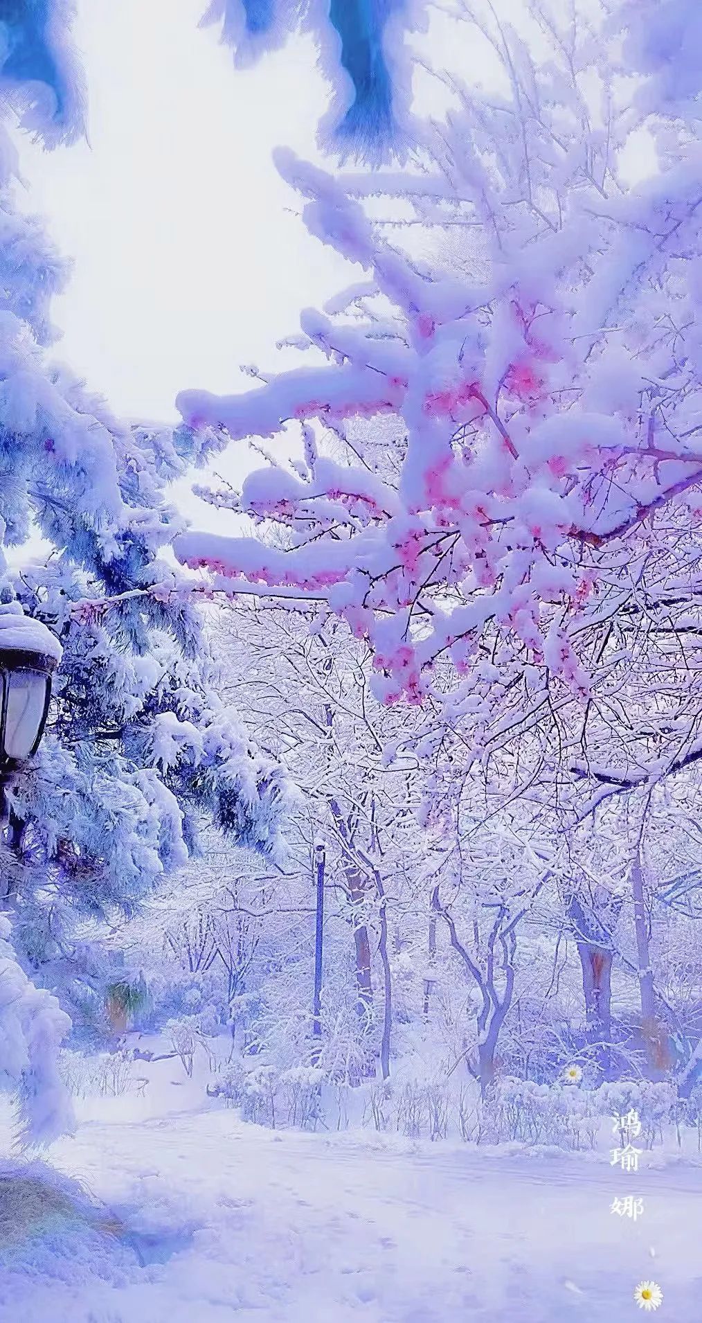 春雪初霁,春雪初霁杏花正芳月上夜吟