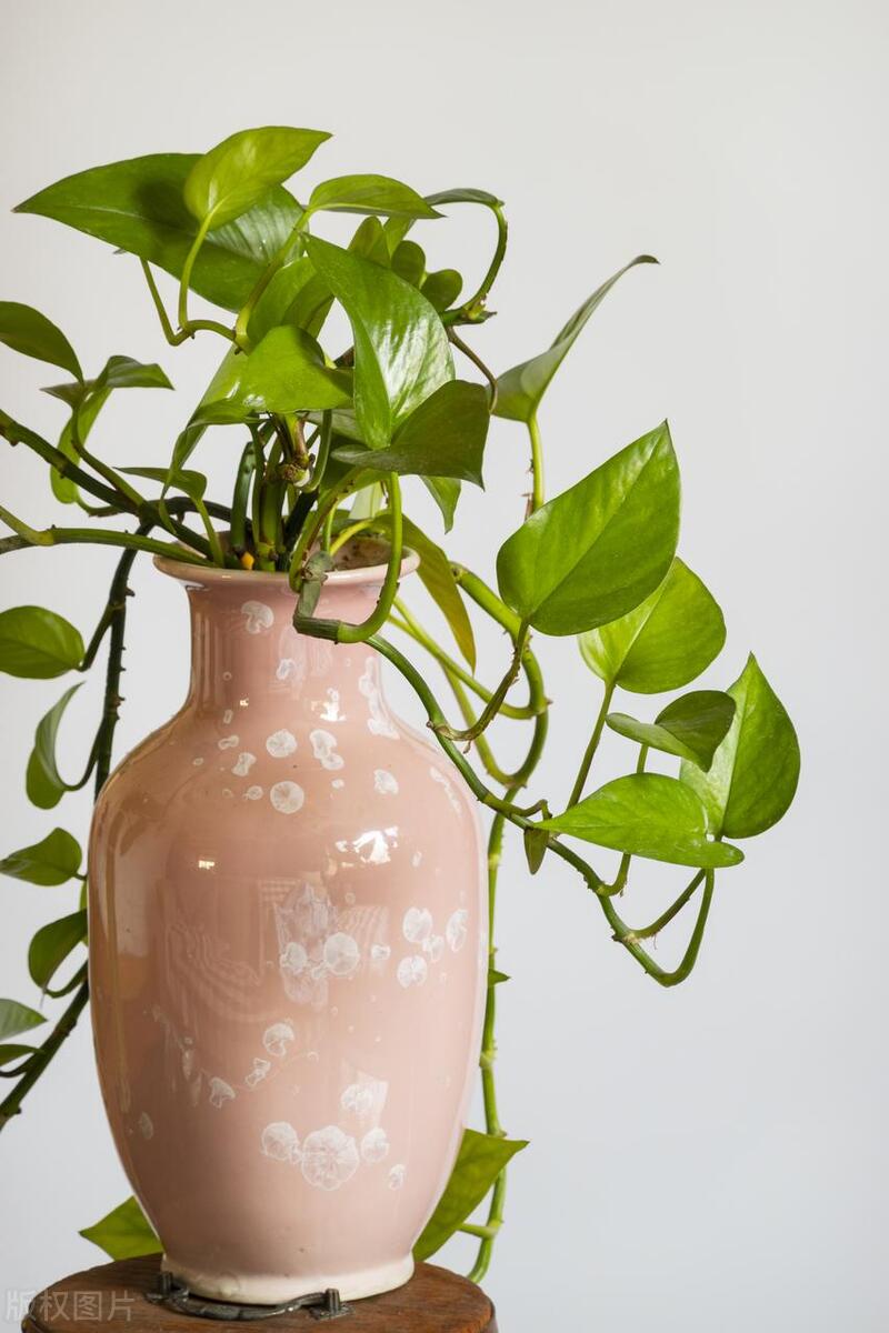 绿萝枝叶修剪完不要扔，还能插水里繁殖好几盆